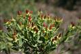 Hypericum perforatum